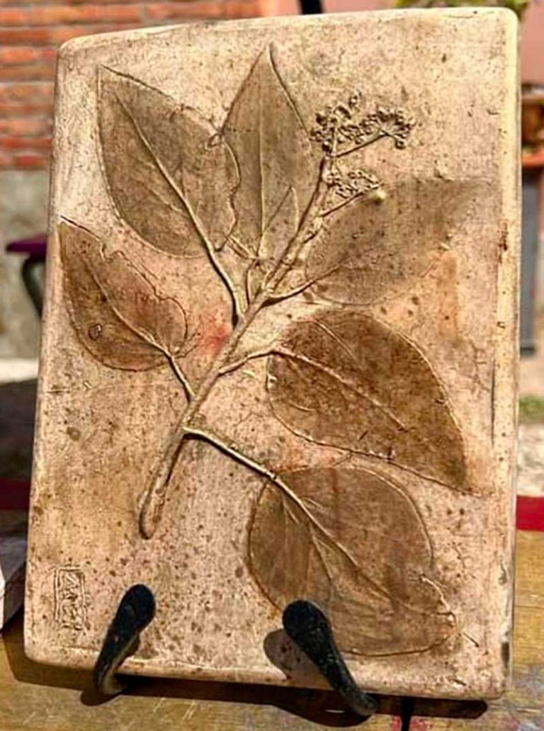 calco botamico foglia