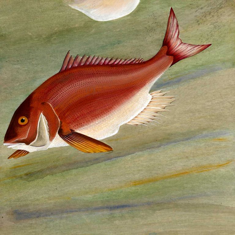 pittura in stile giapponese - Pesce